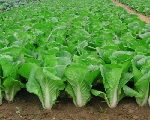 YUXING Conducts Follow-Up Visit to Powder Fertilizer Production Line Customer and Evaluates Farm Field Trial Results YUXING Conducts Follow-Up Visit to Powder Fertilizer Production Line Customer and Evaluates Farm Field Trial Results