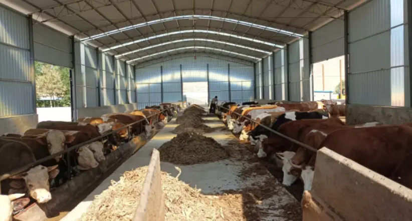 Large-Scale Livestock Farms